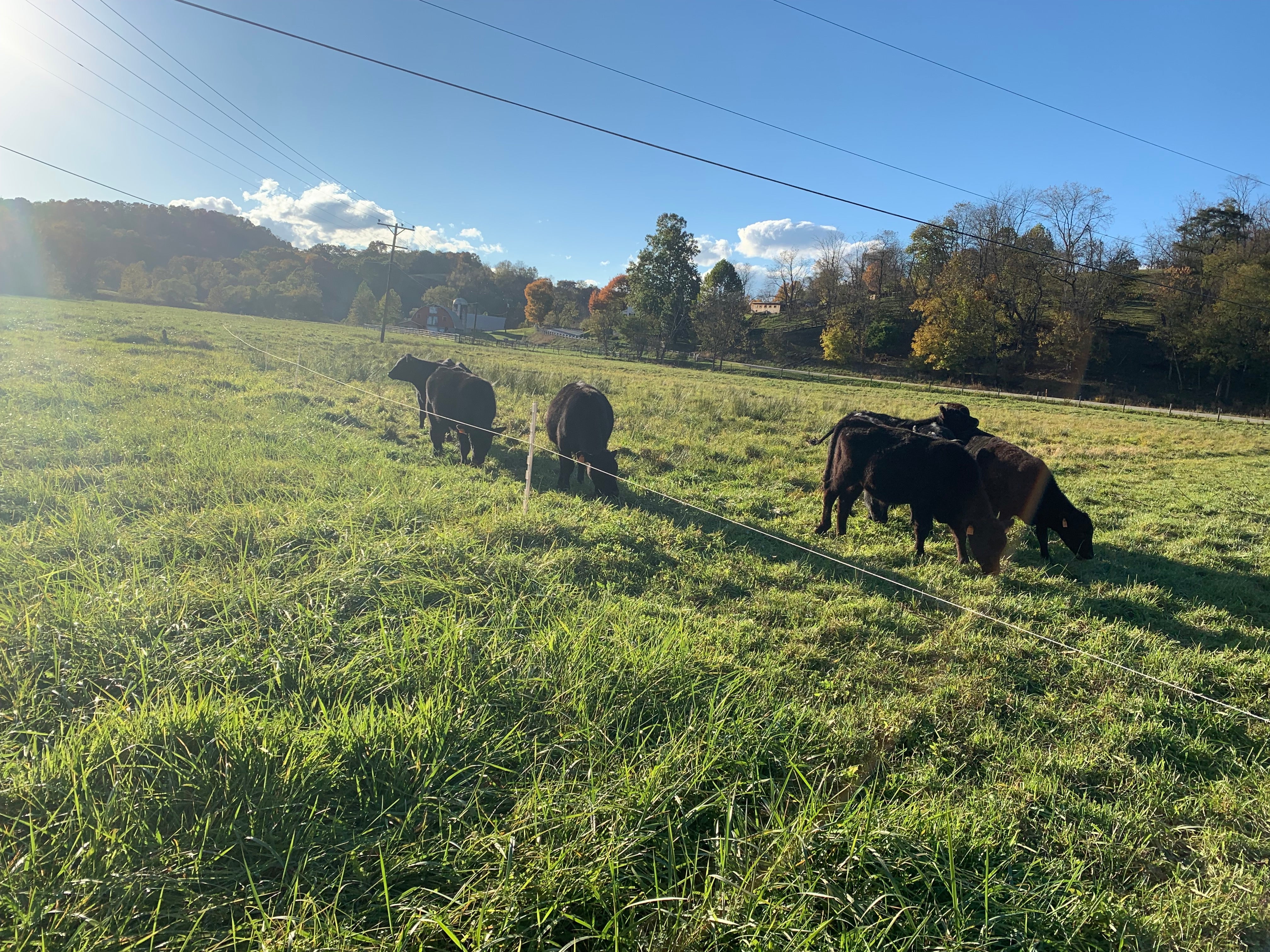 Black Angus cattle grazing on Western Pennsylvania pasture in fall — Local Beef Company Pittsburgh