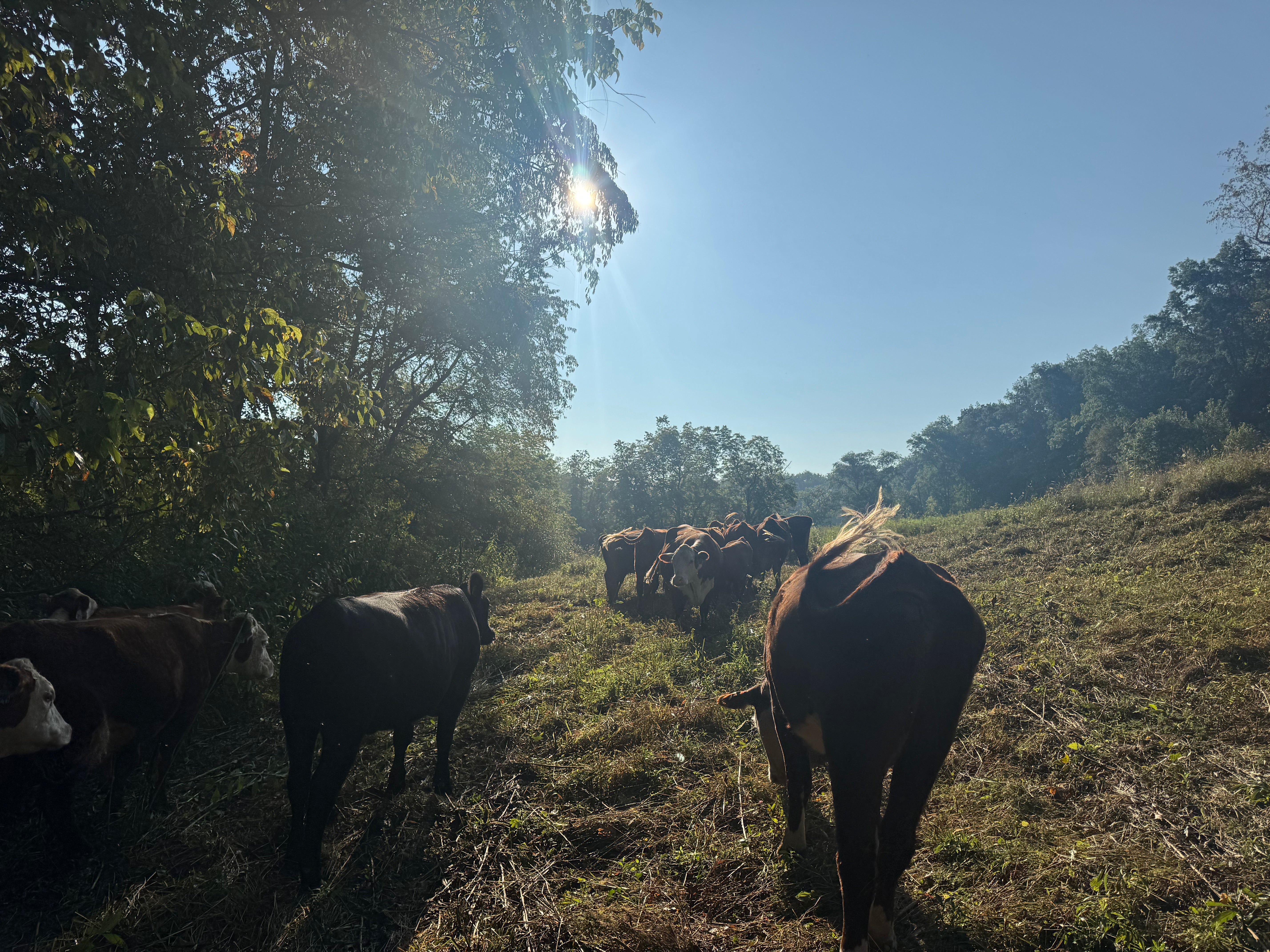 Cattle grazing on a Western Pennsylvania ranch at golden hour — Local Beef Company Pittsburgh