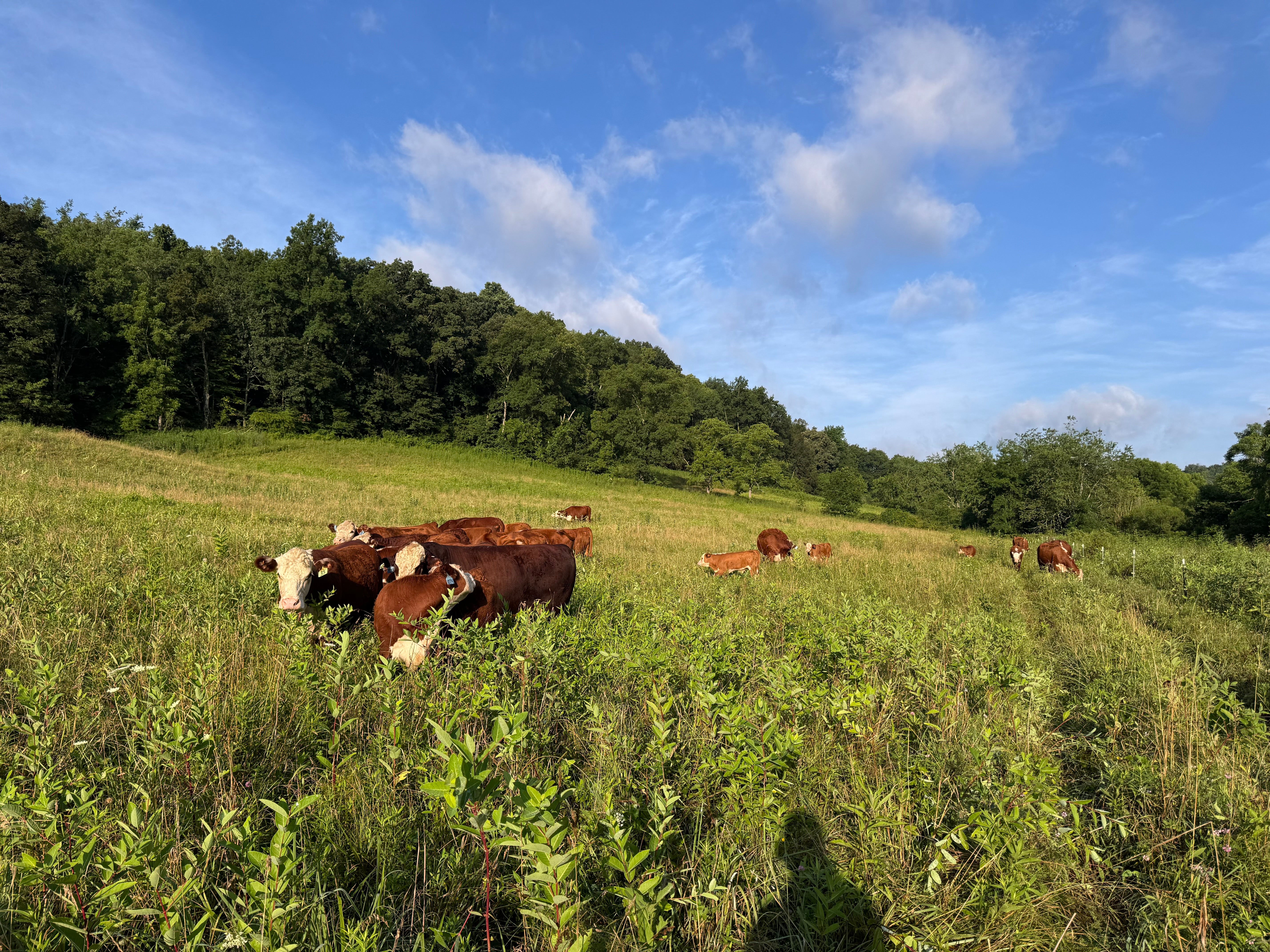 Hereford cattle on rolling Western Pennsylvania pasture — Local Beef Company Pittsburgh